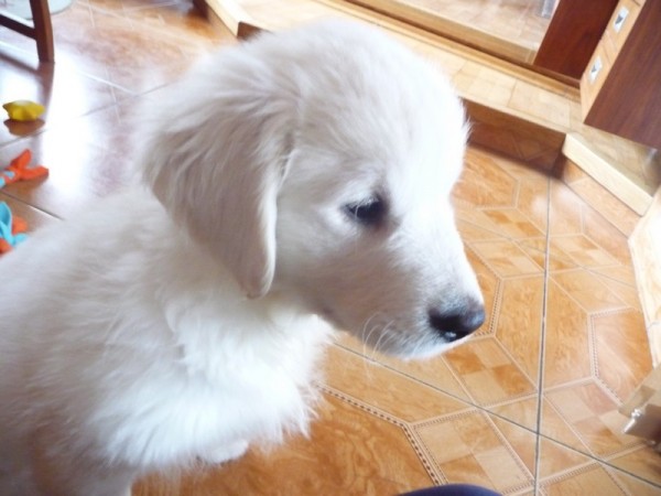 Mimi