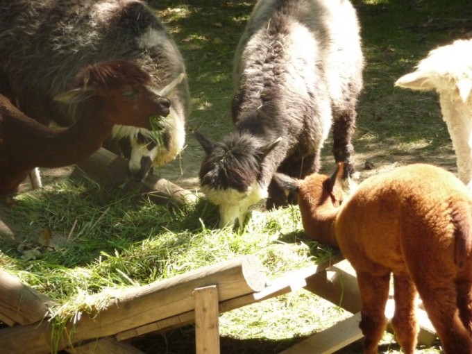 zoo