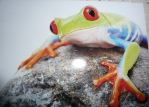 Nmecko