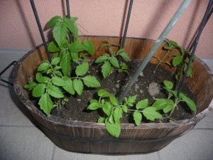 P1060033