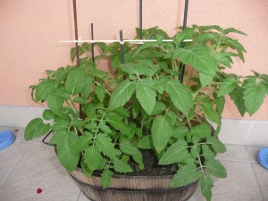 P1060177