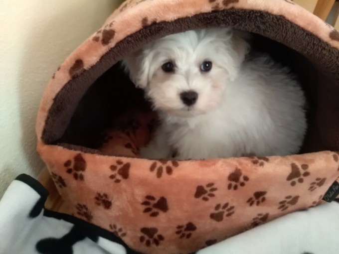 mimi
