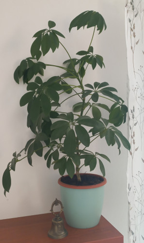 seflera