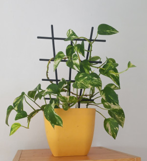 epiaureum
