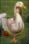 pipi