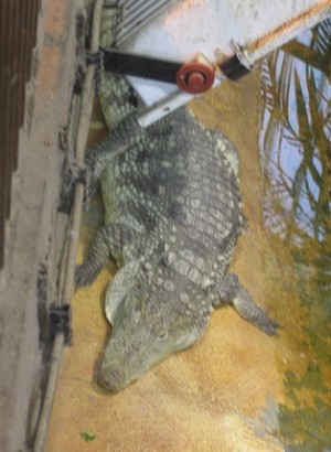 kroko