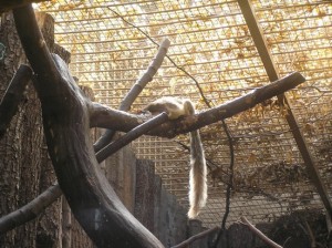 ratufa