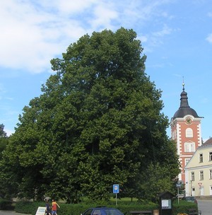 osmisetleta_lipa